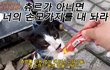 츄르를 첫경험한 베트남 고양이 반응