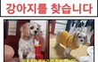 경기 구리 안녕하세요 강아지를 찾습니다..