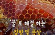 꿀로 해결 하는 질병 및 증상