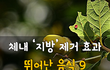 체내 지방제거 효과 뛰어난 음식 9