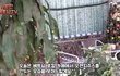 커피숍 경력 10년차의 베트남 16세 베테랑 소녀...하이퐁 카페