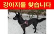 경기도 수원시/화성시 검은 진돗개를 찾습니다.
