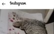아파트 아기고양이 학대 SNS서 논란..."학대범 찾아라"