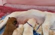 우리가 바로 시고르자브종 오둥이 2