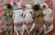 우리가 바로 시고르자브종 오둥이 3