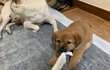 우리가 바로 시고르자브종 오둥이 11