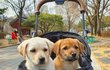 우리가 바로 시고르자브종 오둥이 16