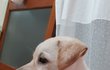 우리가 바로 시고르자브종 오둥이 17
