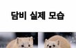 담비실제모습