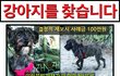 용이를 찾습니다 제발 도와주세요ㅠㅠ