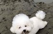 탄식 나오는 댕댕이모습
