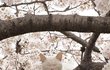 진짜 분위기 있는 벚꽃냥이