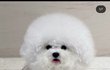 이정도면 강아지 학대 아니냐