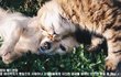 냥이가 정말 사랑할 때만 한다는 행동