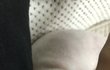 동물병원에서 미용하는데 강아지 귀를 잘랐어요