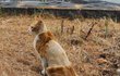 길고양이 털을 누군가가 깎아버린 거 같아요.