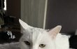 고양이 꽃분이❤️
