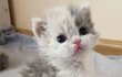 곱슬곱슬 푸들 냥이 '셀커크렉스'