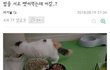 광기짤 턴다 근데 개어이없는