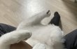 점심시간에 잠깐 올려보는 내고양이 자랑(젖소냥)