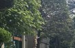길고양이들의 특수임무