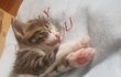 나도 있어 고양이 