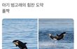 아기 범고래가 바다 밖으로 점프하는 이유