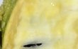 이 과일 뭔지 아시는 분 계실까요?