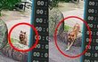 어린 자매 개에 물려 중상 당하는 사고 발생