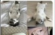 제니 고양이 ㅈㄴ 귀엽네
