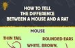 mouse vs rat
