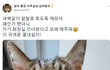 새벽에 고양이가 깨운 이유