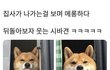 주인이 나가는걸 지켜보는 시바견