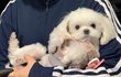 짤 생성하는 우리집 댕댕이