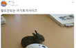 말도 안되는 아기토끼 사이즈