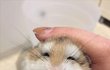 아기 햄스터로 힘차게 주말 시작