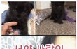 서양 사람의 냥줍 레전드