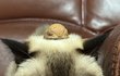 우리집 고양이 긔여웡