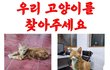 고양이가 실종된지 40일이나 되었어요