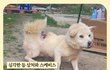 [ 약혐주의 ] 다쳐서 아픈 와중에도 사람만 좋아하는 유기견 이야기