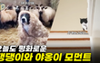 오늘도 평화로운 댕댕이와 야옹이 모음집