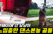 웃긴동물영상 레전드 2022