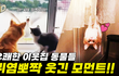 귀염뽀짝 야옹이와 댕댕이 모먼트