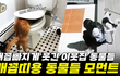 웃긴 동물 영상 레전드 2022 배꼽 빠지게 웃긴 강아지와 고양이