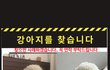 수원시 파장동 비숑 찾아요