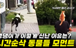 시간순삭 즐거운 동물들 모먼트
