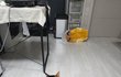 [고양이] 삼색이 겨울이 자랑