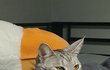 우리집고양이 어떡해..?