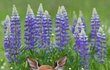 이래서 꽃사슴이라고 하는 건가