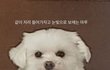 리정 반려견 마루ㅋㅋ